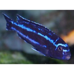 Malawiciklide, Melanochromis maingano